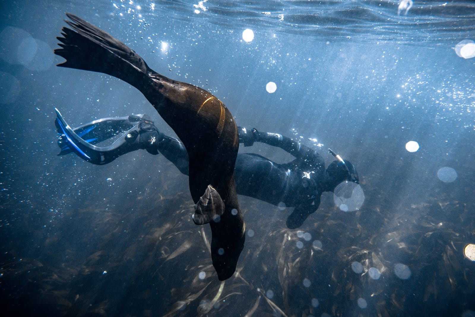 Snorkelling with a Cape fur seal